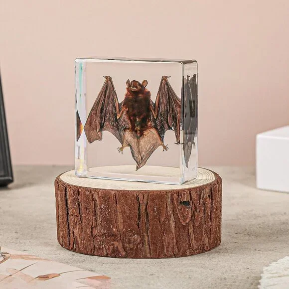 Real Bat Specimens,Taxidermy Bat Specimen in Resin for Science Classroom Science - Picture 6 of 7